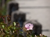 Rose near the walkway to the castle peninsula