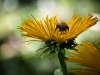 A bee getting an afternoon snack in the Egeskov water garden