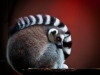 Sumopix, Lemur
