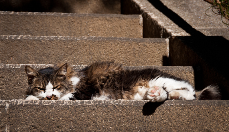 A lazy cat enjoying the sun in Kamakura
