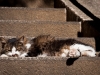 A lazy cat enjoying the sun in Kamakura